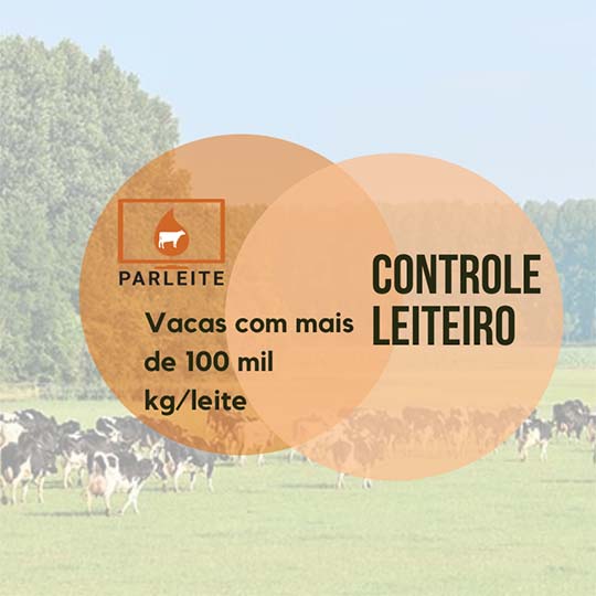 Vacas que atingiram 100.000 kg/leite pela primeira vez | SET2021